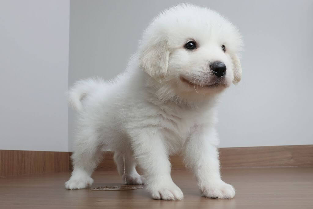 white puppy peeing on floor