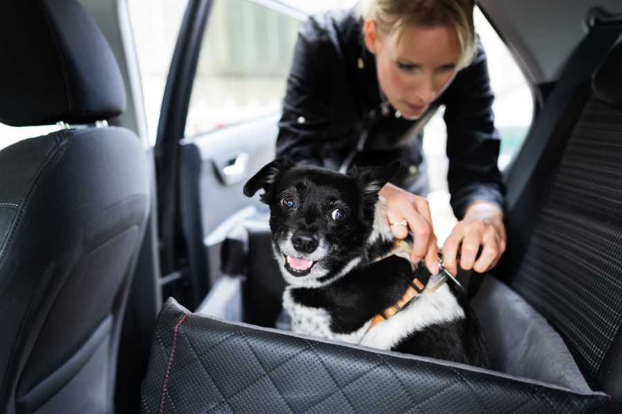 woman attaching dog car carrier to back seat
