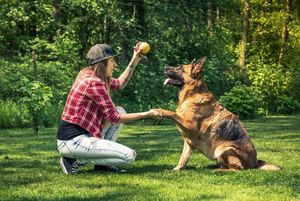 woman training german shepherd in the park