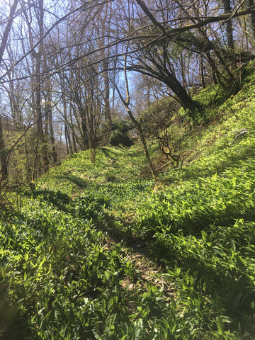 wild garlic wood