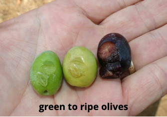 Olive : verte, noire, comment préparer des olives
