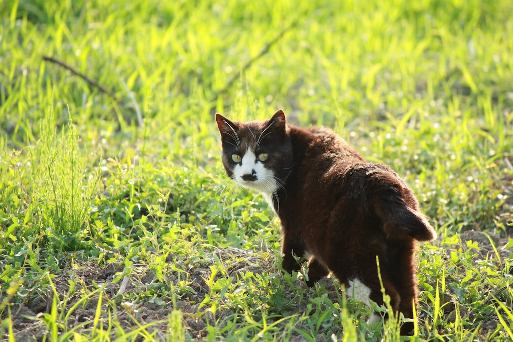 猫の肛門腺のお手入れ 絞り方とは ぽぽねこの読みもの ぽぽねこ公式オンラインショップ