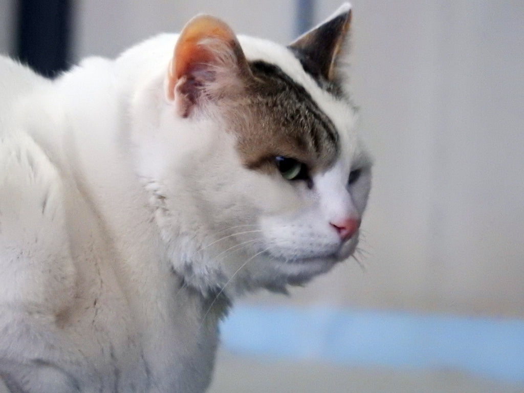 猫のダイエット方法 肥満度チェックと痩せる食事管理とは ぽぽねこの読みもの ぽぽねこ公式オンラインショップ