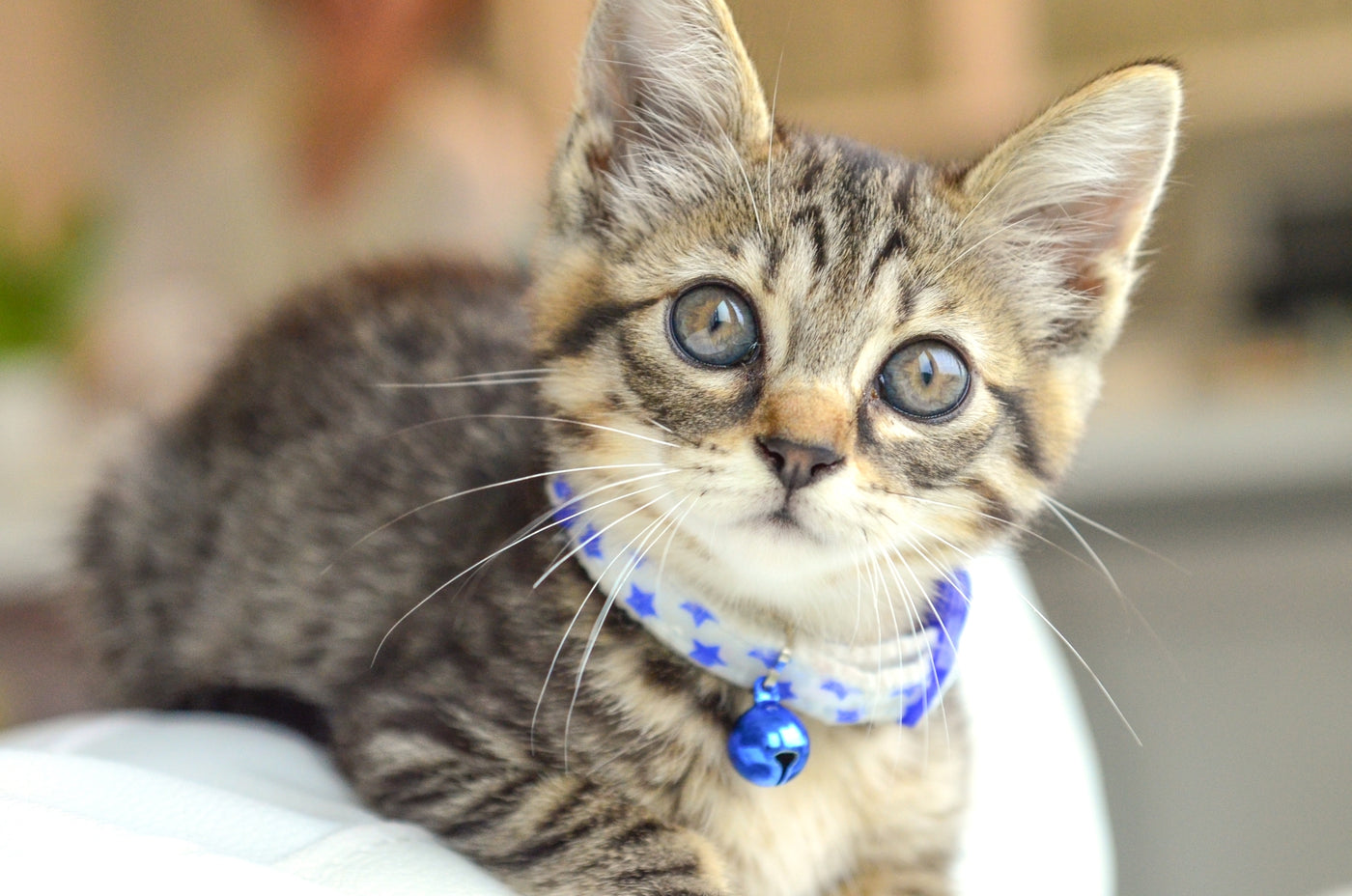 猫首輪はいつから着ける 子猫の猫首輪の選び方 慣らし方 ぽぽねこの読みもの ぽぽねこ公式オンラインショップ