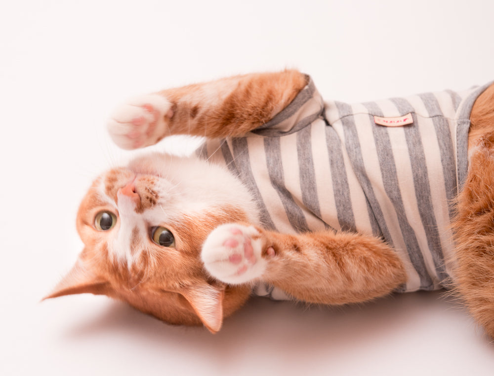 猫が服を嫌がる 猫に猫服を慣れてもらう方法とは ぽぽねこの読みもの ぽぽねこ公式オンラインショップ