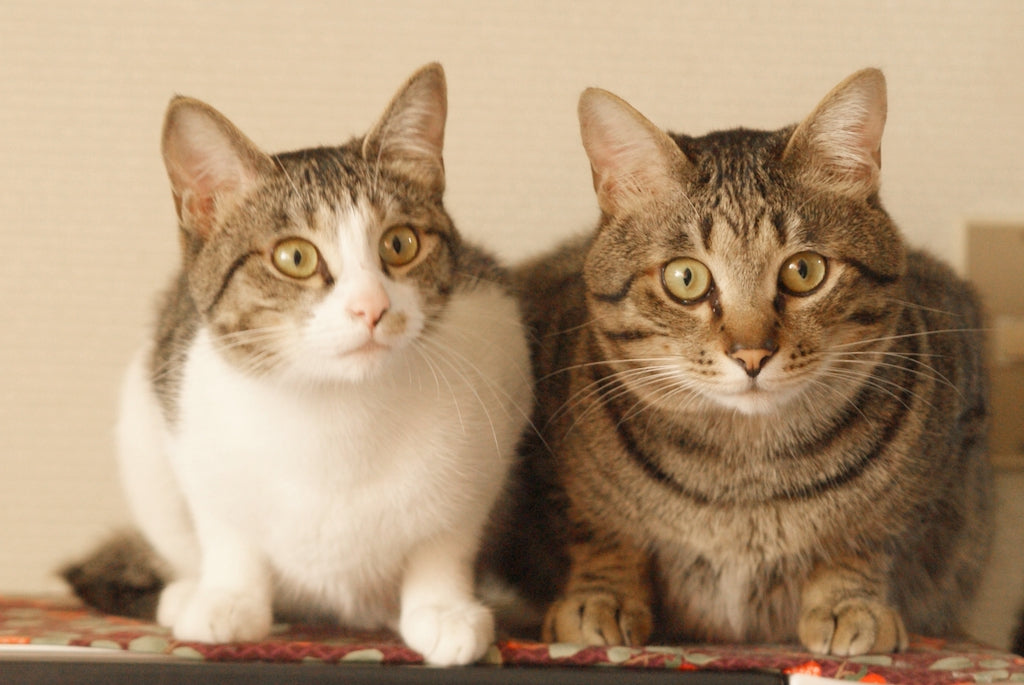 猫の多頭飼いに最適なトイレとは トイレの置き方と工夫を解説 ぽぽねこの読みもの ぽぽねこ公式オンラインショップ