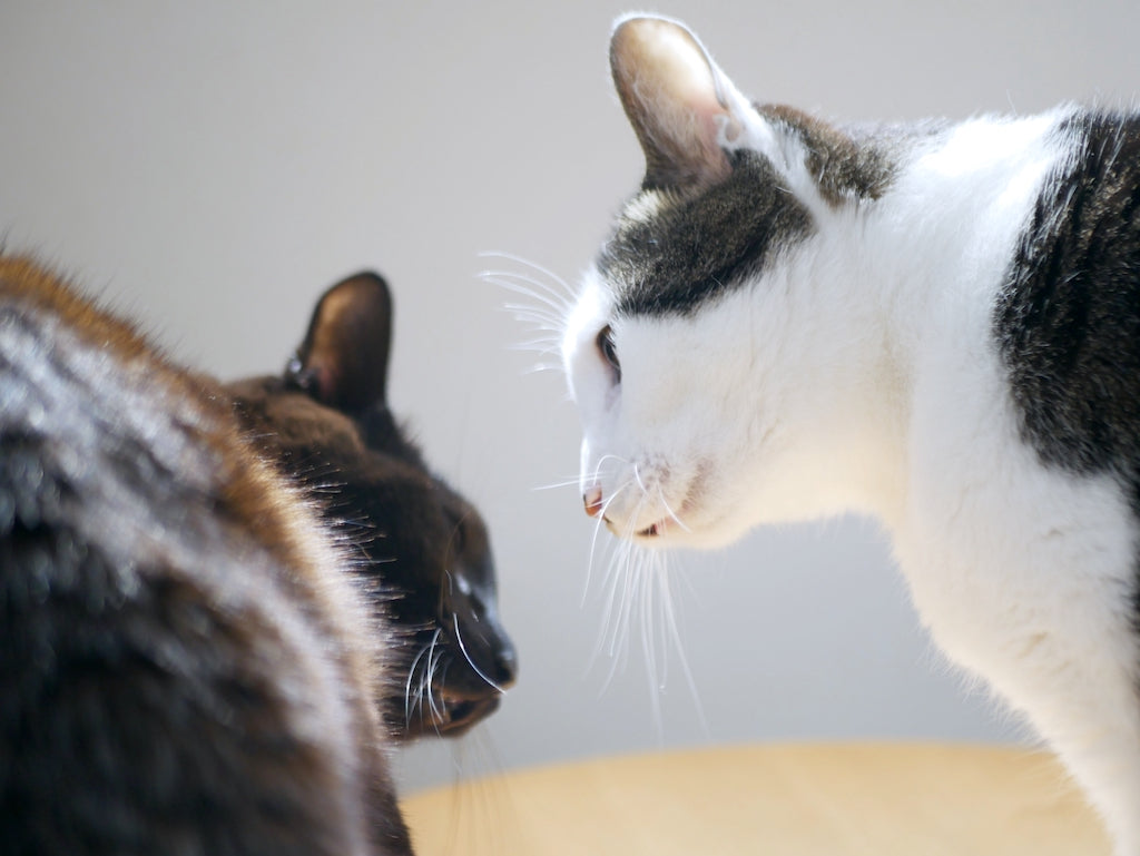 多頭飼いによる先住猫との喧嘩の原因とは 対処法を解説 ぽぽねこの読みもの ぽぽねこ公式オンラインショップ