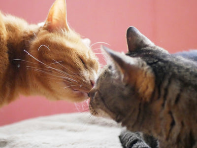 猫の発情期にやるべきこと やってはいけないこと 鳴き声と尿スプレー対策 ぽぽねこの読みもの ぽぽねこ公式オンラインショップ