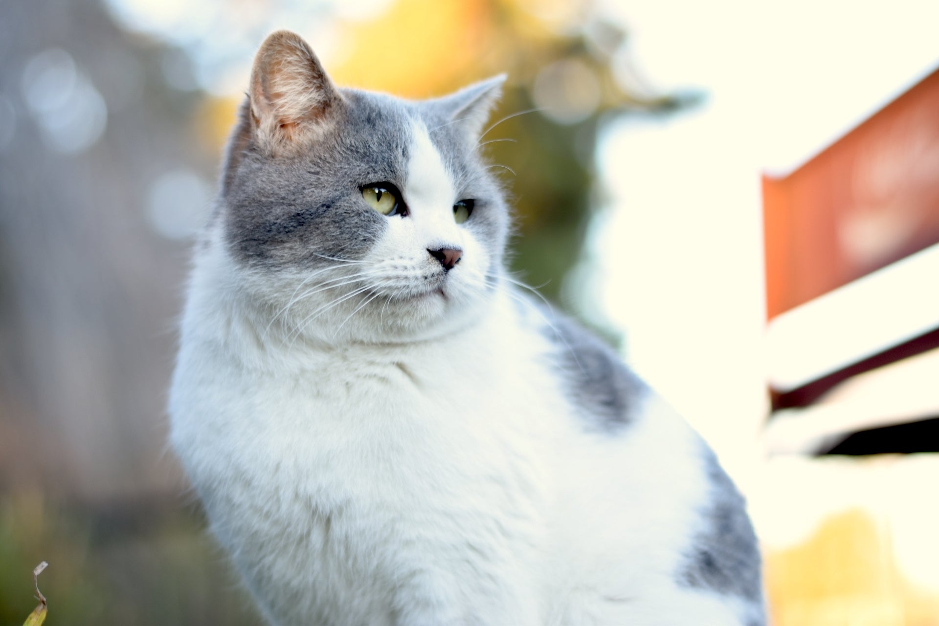 猫の車での移動はストレス 猫とドライブするときの注意点とは 猫の車の乗せ方 ぽぽねこの読みもの ぽぽねこ公式オンラインショップ