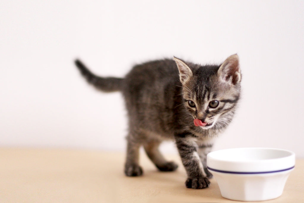 猫の理想的な水分補給とは 正しい水の飲み方を知る ぽぽねこの読みもの ぽぽねこ公式オンラインショップ