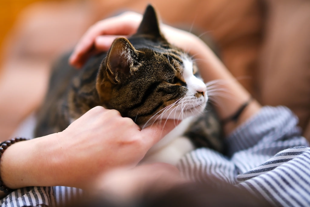 猫の食事管理 キャットフードのカロリー計算式を学ぶ ぽぽねこの読みもの ぽぽねこ公式オンラインショップ