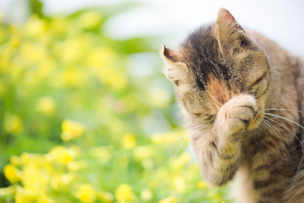 猫も花粉症になるの 症状と対策を紹介 ぽぽねこの読みもの ぽぽねこ公式オンラインショップ