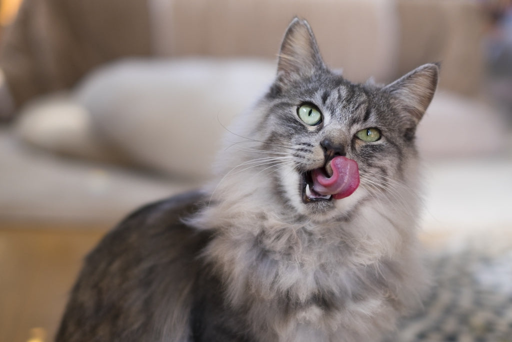 意外と知らない 猫の中毒事故の防ぎ方 家の中の危険なもの ぽぽねこの読みもの ぽぽねこ公式オンラインショップ