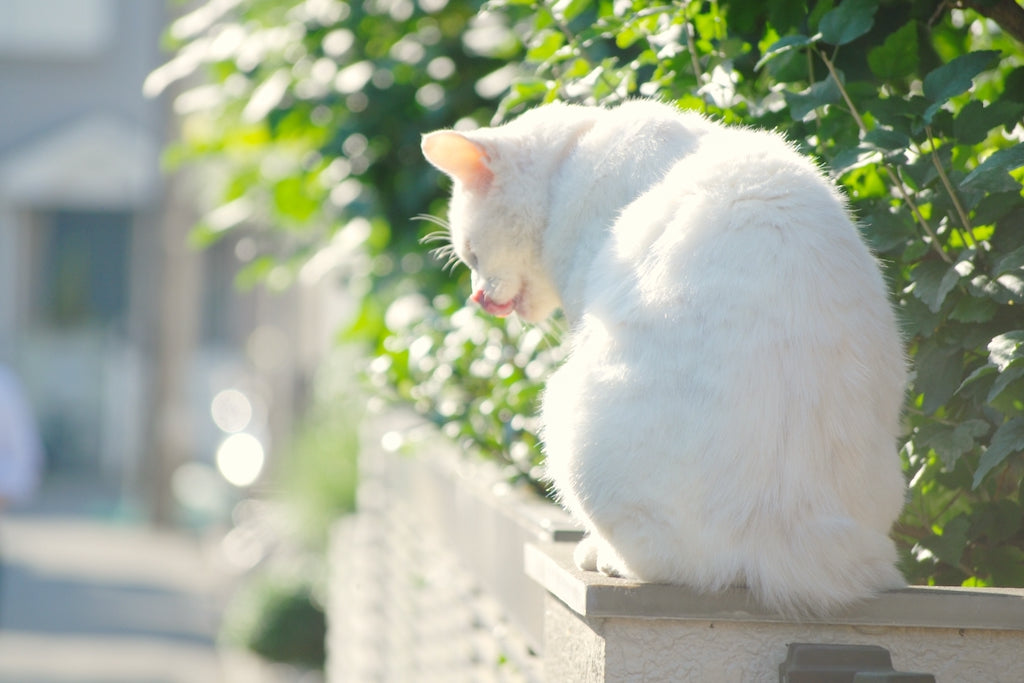 猫首輪にはお名前シールを貼ろう！もしもに備えた飼い猫のしるし｜ぽぽ 