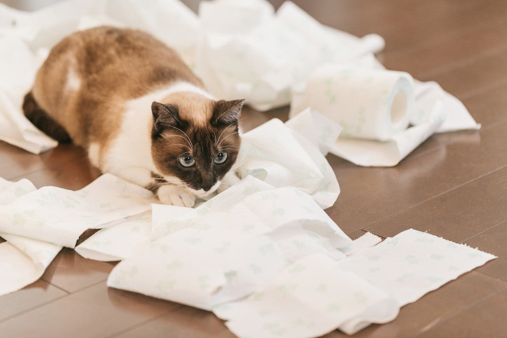 猫のトイレはどこに置く 室内での置き場所やトイレの選び方 ぽぽねこの読みもの ぽぽねこ公式オンラインショップ