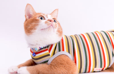 猫が服を嫌がる！猫に猫服を慣れてもらう方法とは｜ぽぽねこの読みもの 