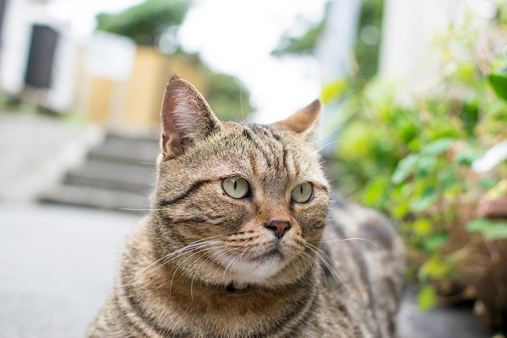 震災で迷子になった猫の捜し方