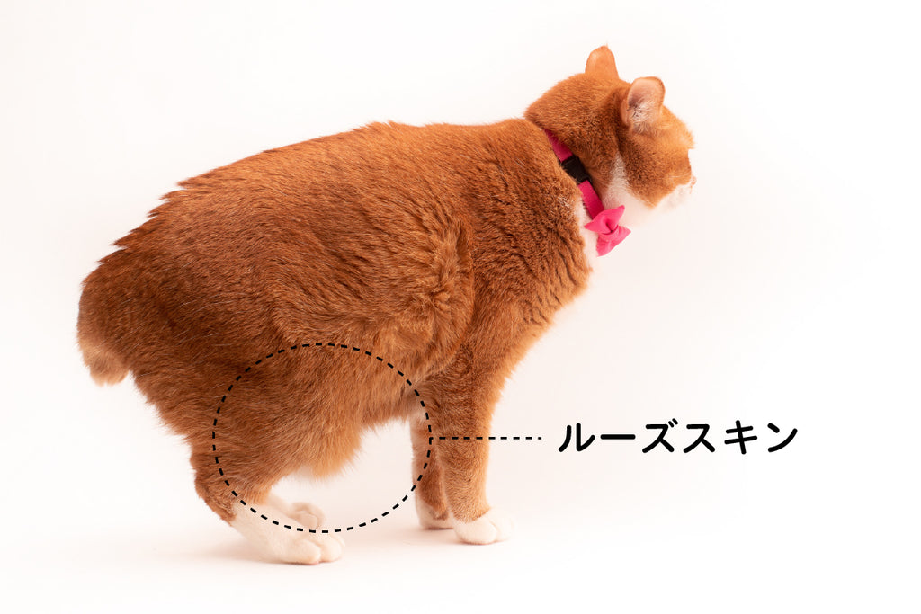 猫のルーズスキンって何？