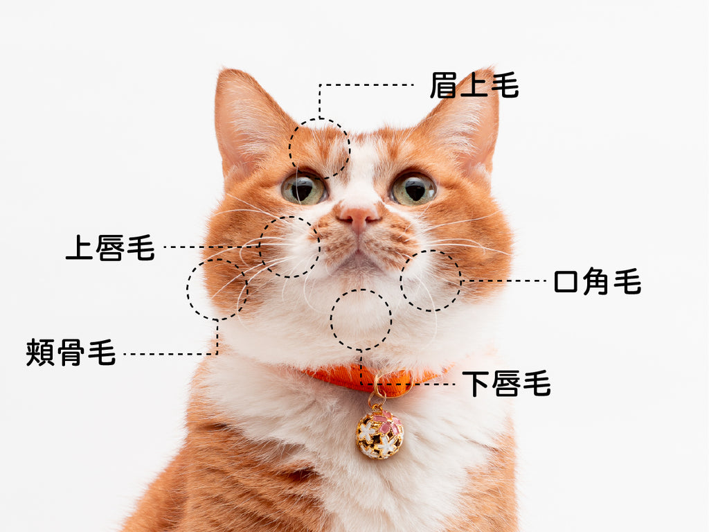 猫のひげの種類の図解
