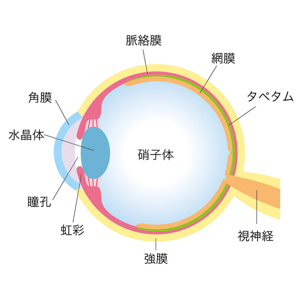 猫の目の仕組みの図解