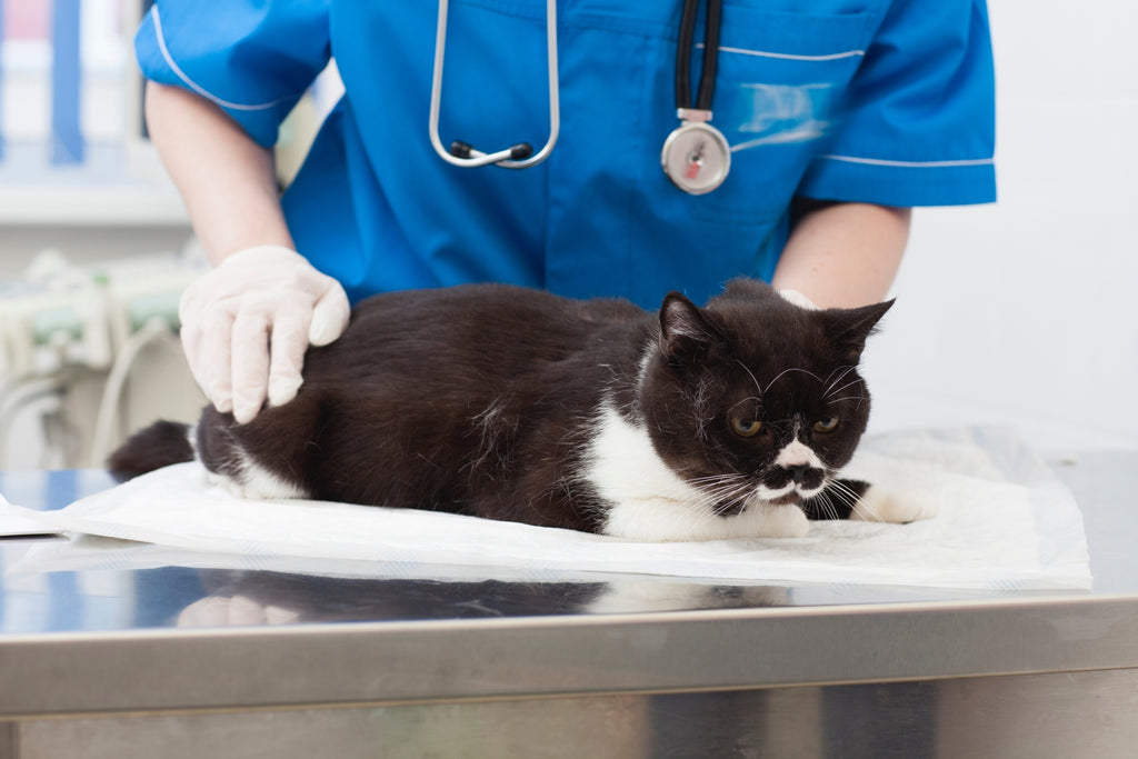 猫の膀胱炎の治療法