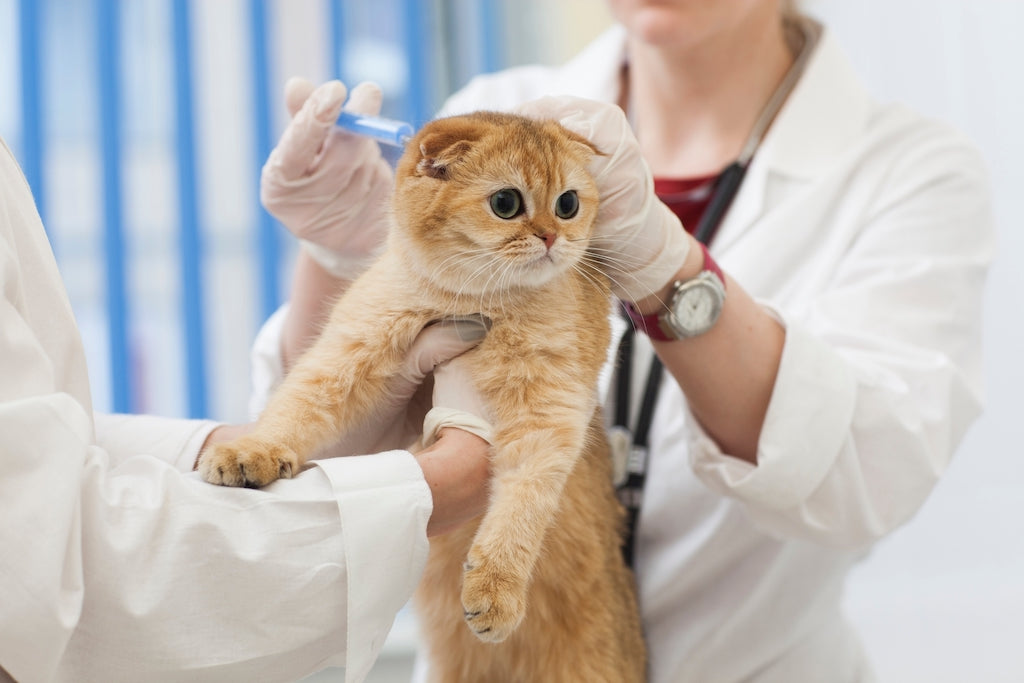 猫にワクチンを打つ時期とスケジュール