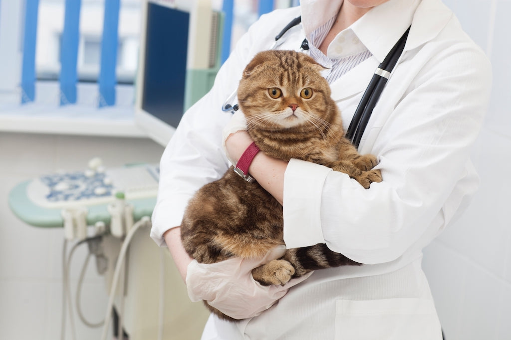 猫が誤飲・誤食したときの対処法