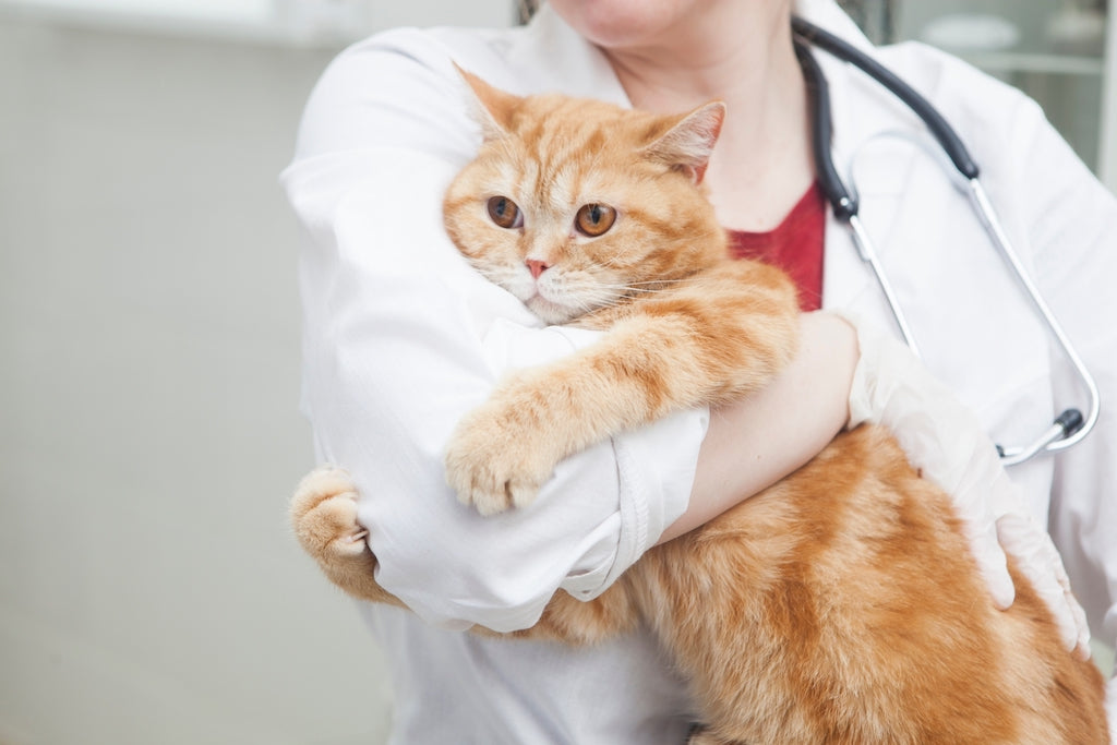 猫が吐いたときに注意したいこと