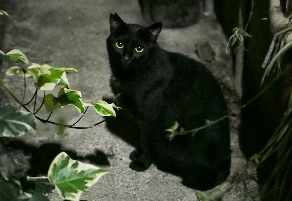 脱走した猫がどうしても見つからなかったら？