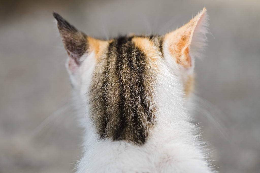 脱走した猫の捕まえ方は？