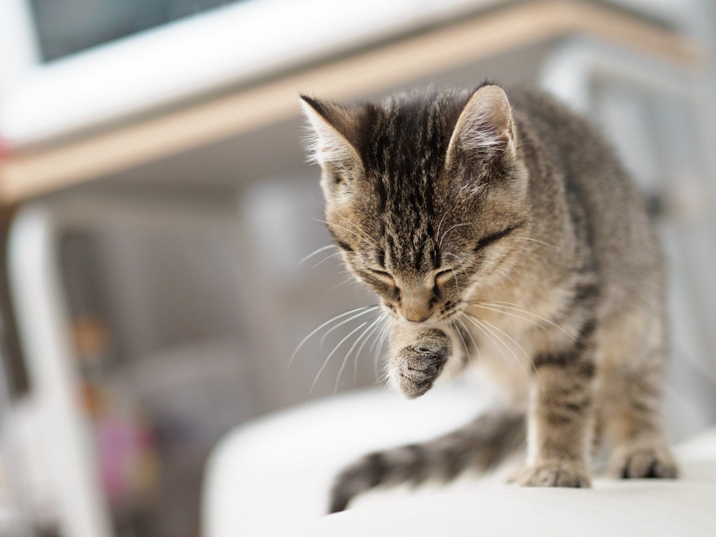 迷い猫ポスターやチラシの効果的な使い方