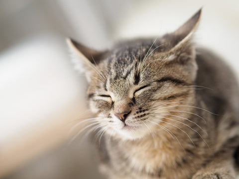 猫のヒゲが上を向いているときの気持ち