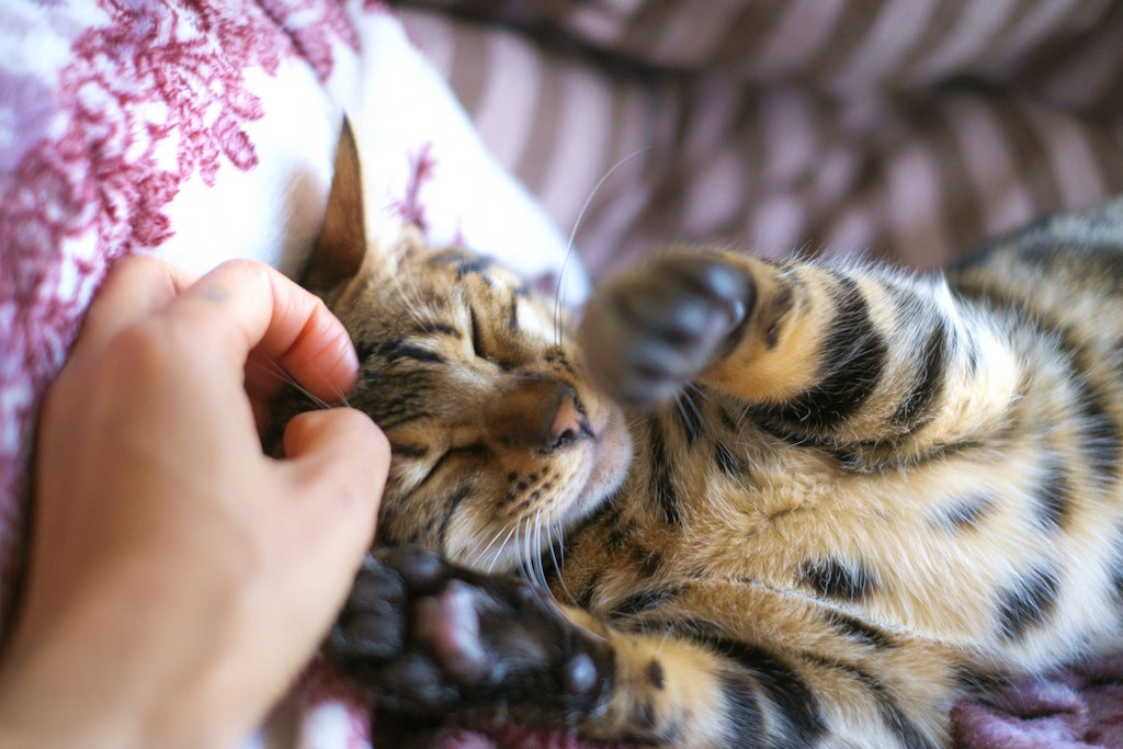 猫を撫でるのも大切なコミュニケーション！