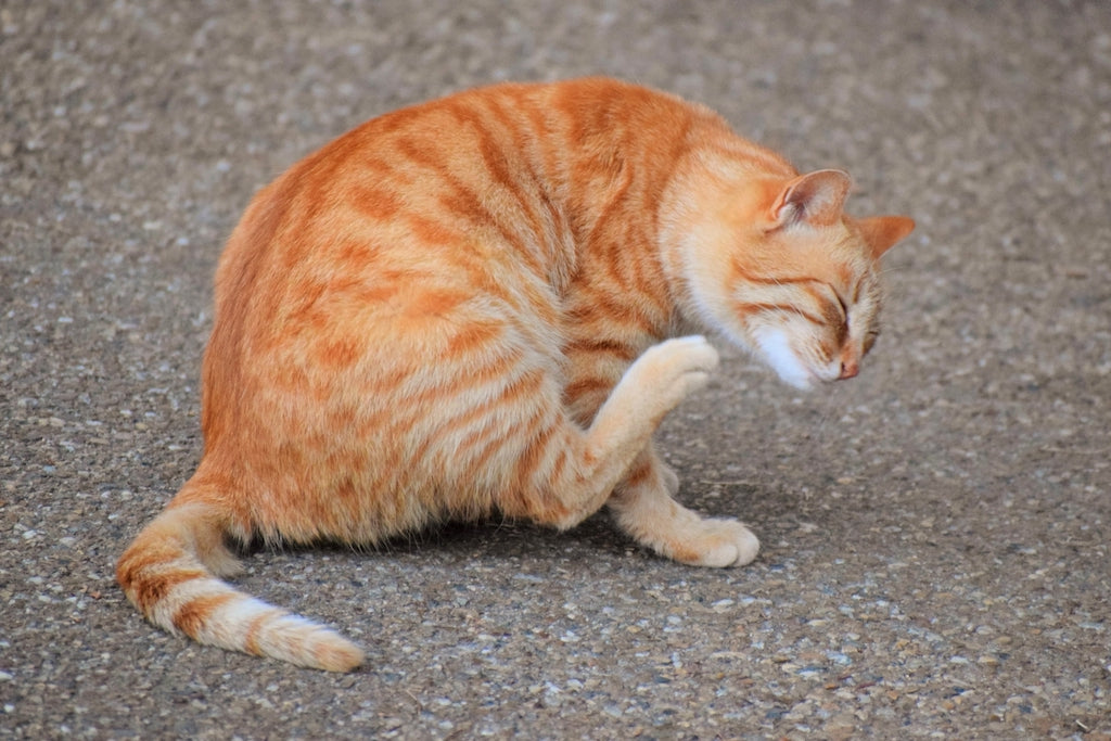 猫が痒がるときの応急処置を知る 原因と対処法 ぽぽねこの読みもの ぽぽねこ公式オンラインショップ