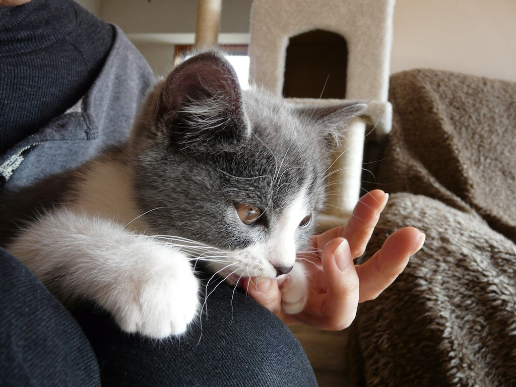 猫が飼い主の手を舐める理由とは 痛いのはなぜ ぽぽねこ公式オンラインショップ