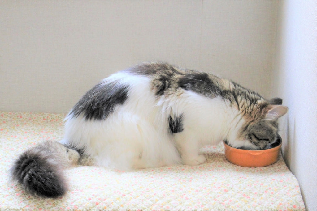 猫のダイエット方法１【食事量を管理する】