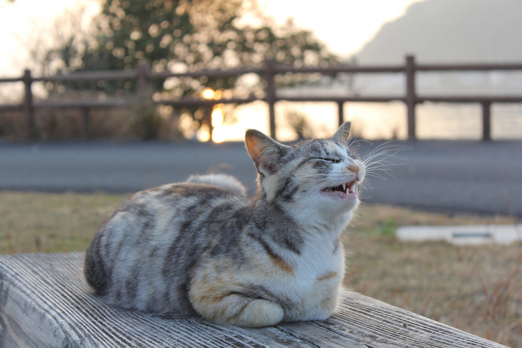 猫は脱走しても帰ってくる？