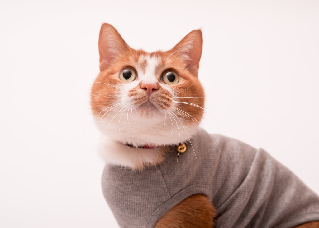 獣医師監修 猫首輪でハゲた 猫首輪ハゲの原因と防ぎ方 猫首輪の選び方とは ぽぽねこ公式 ぽぽねこ公式オンラインショップ