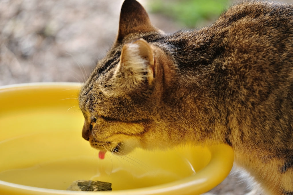 猫が脱水症状になったときの対処法