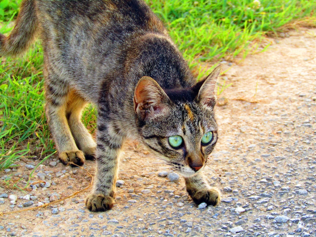 猫が怒ったときの行動