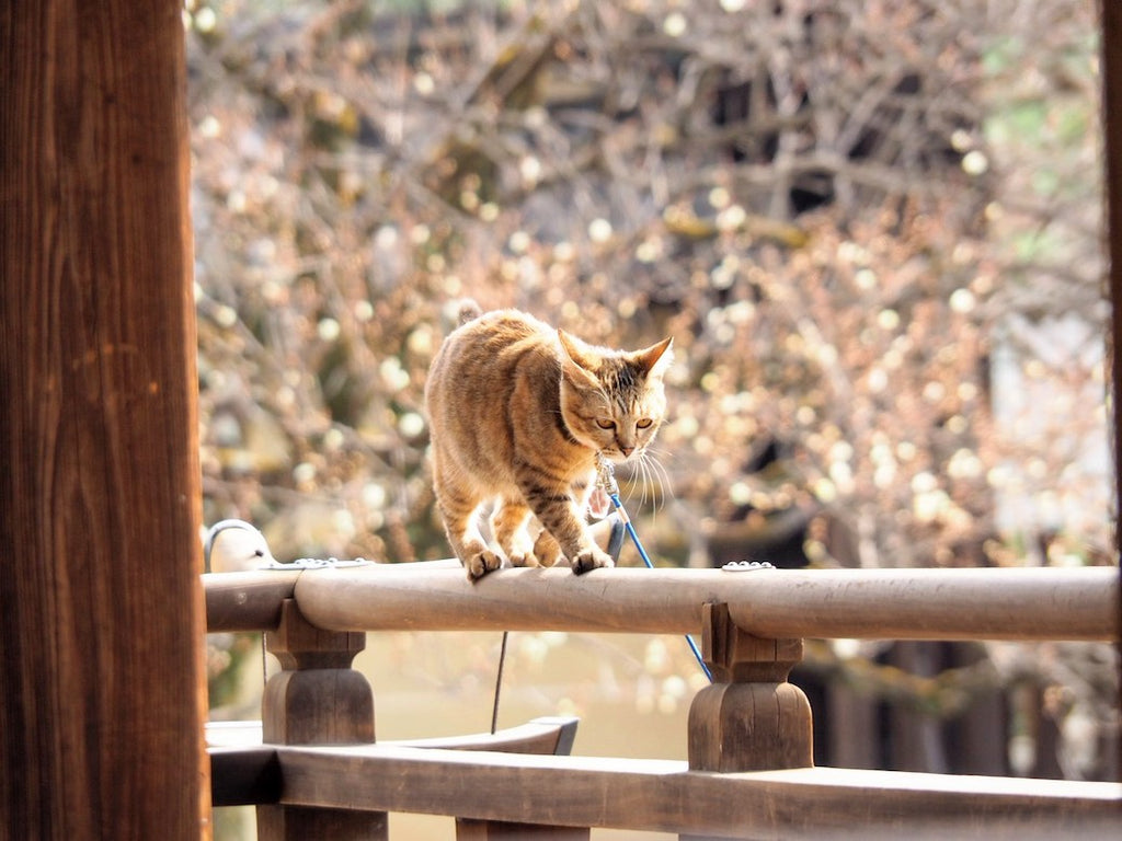 猫用ハーネスはどんなときに必要？