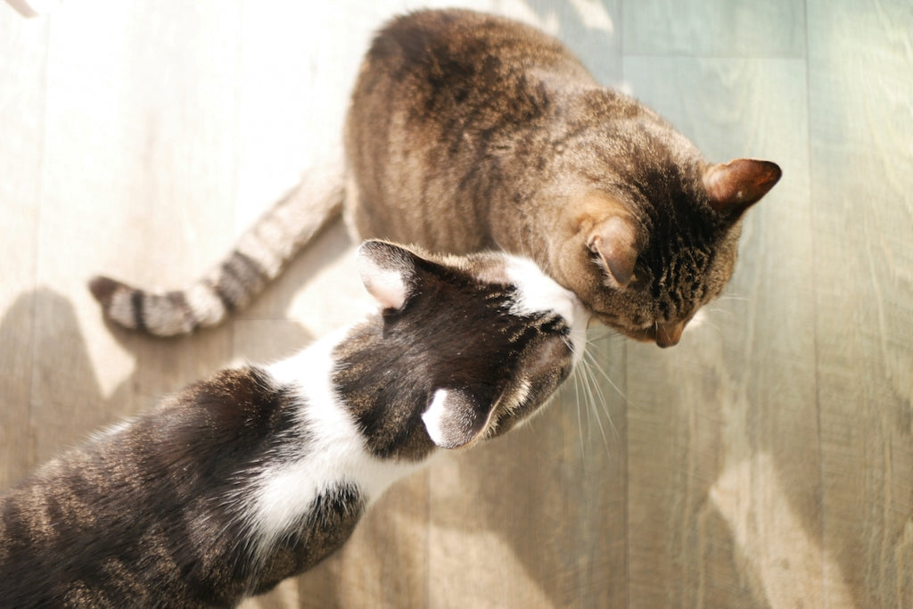 猫の多頭飼いに最適なトイレとは トイレの置き方と工夫を解説 ぽぽねこの読みもの ぽぽねこ公式オンラインショップ