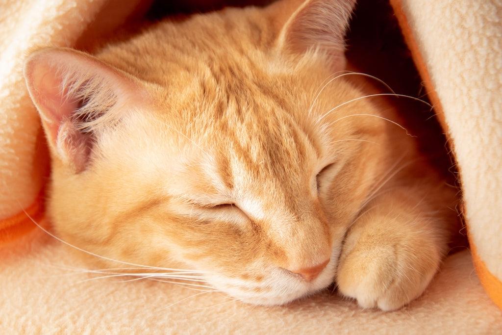 猫が腕枕を要求する理由