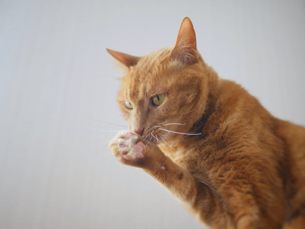 猫の肉球の重要な役割と病気やケガ ケア方法を解説 ぽぽねこの読みもの ぽぽねこ公式オンラインショップ