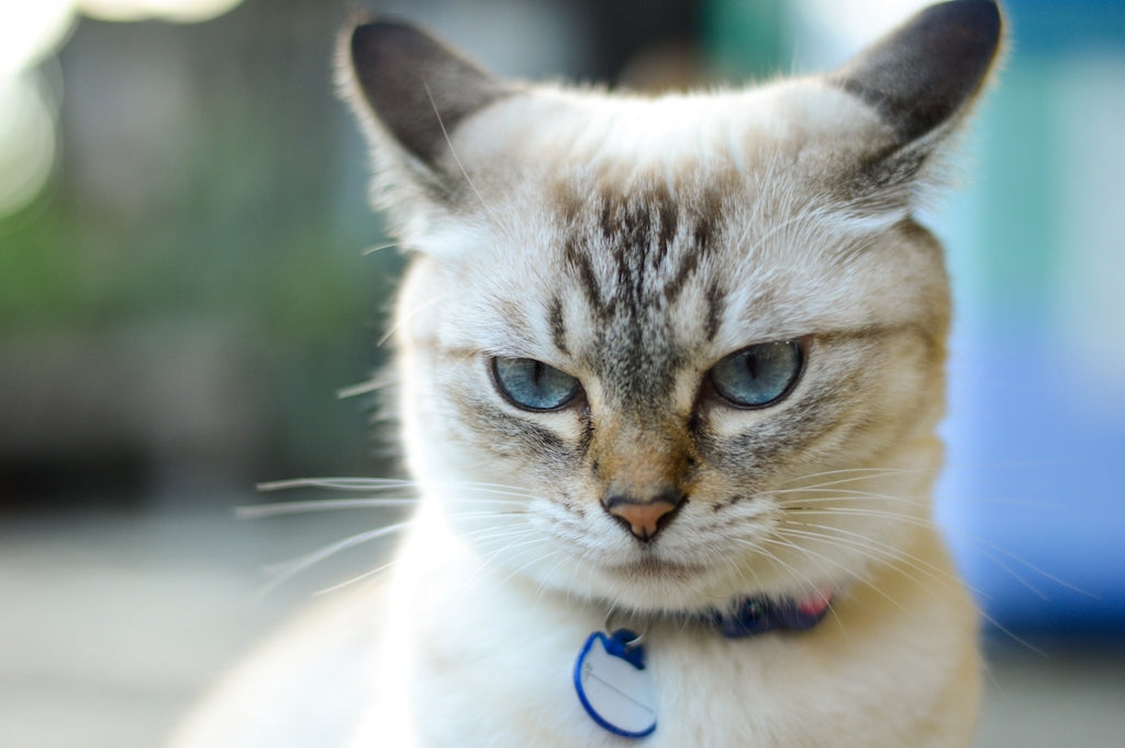 きゅうりのドッキリは猫にとってストレスでしかない