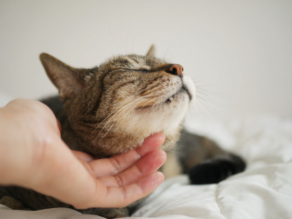 猫の腎臓病の症状