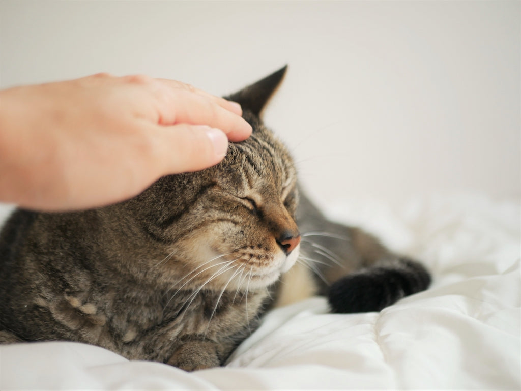 保護猫のトライアルに失敗するケース