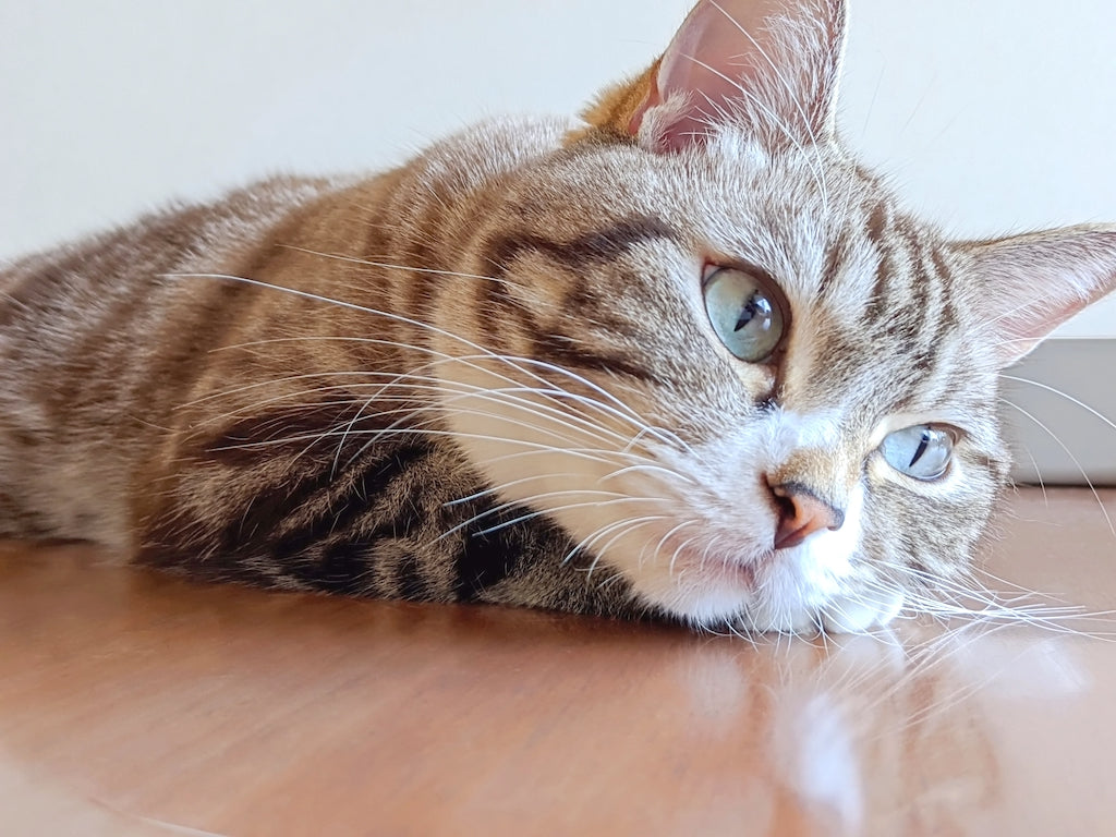 愛猫がチョコレートを食べてしまったときの対処法