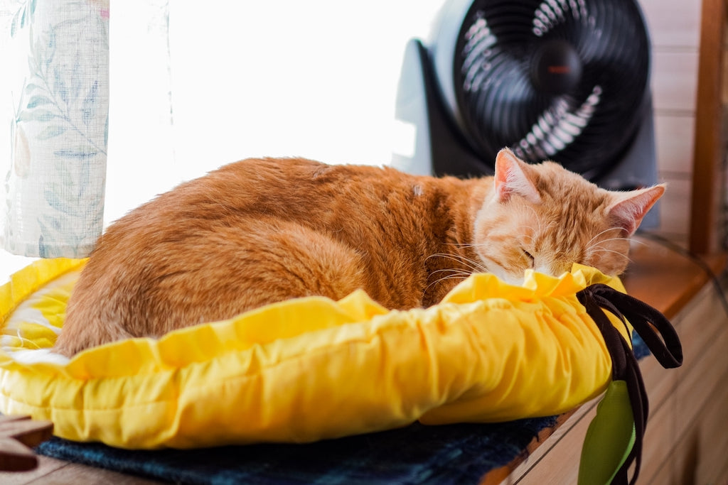 熱中症にかかりやすい猫の特徴