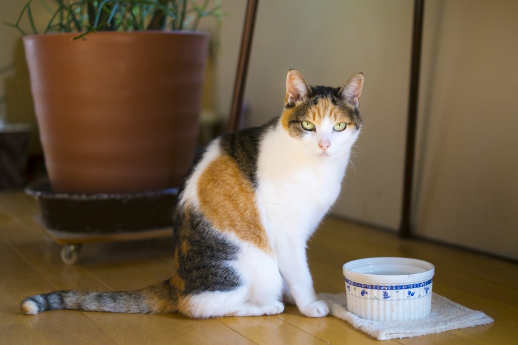 食べたり食べなかったりムラがある